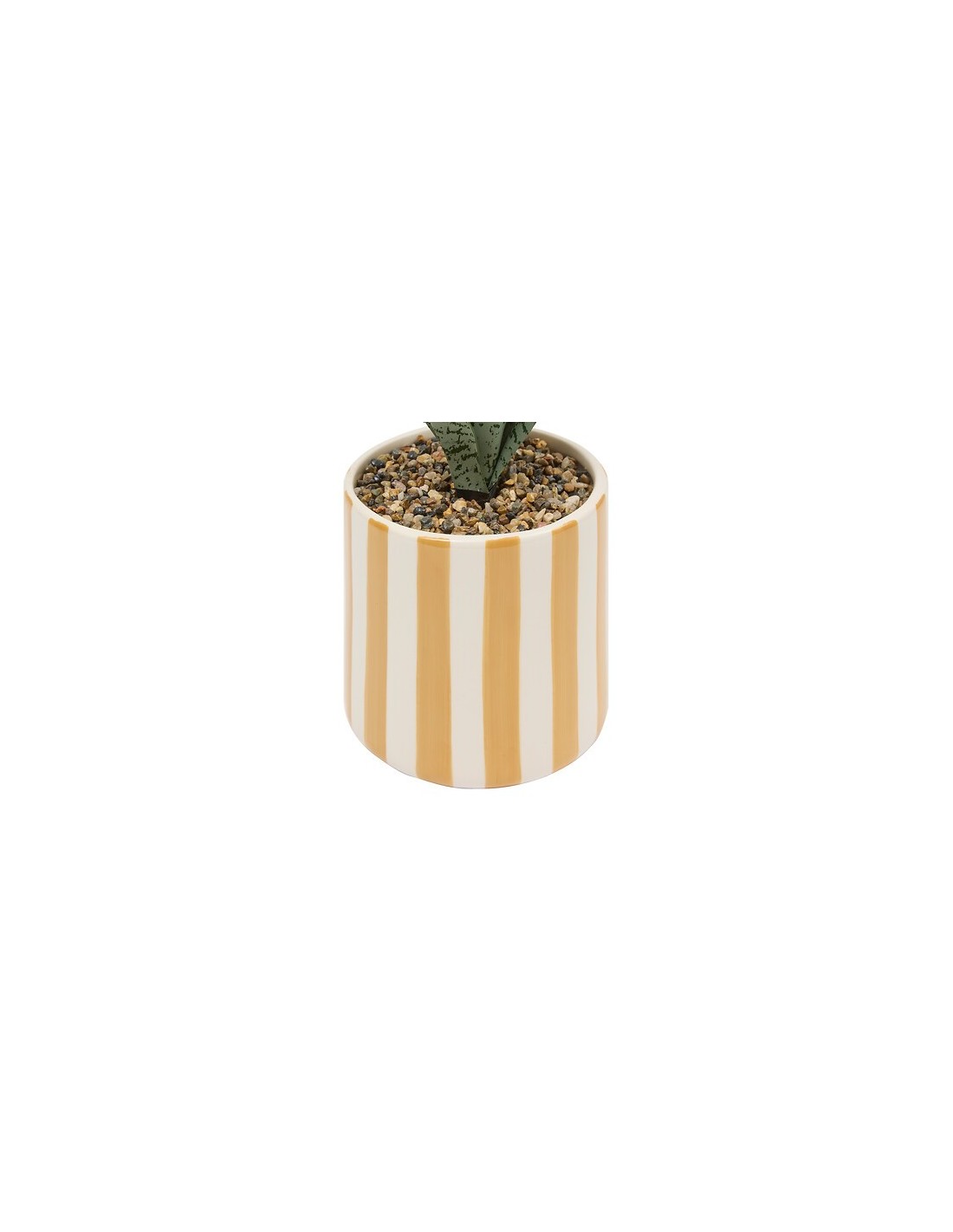 PIANTE E FIORI CON VASO: vendita online Sansevieria Chéri, altezza 38 cm, vaso ceramica assortito, 11,5 x 11,5 x 38 cm in off...