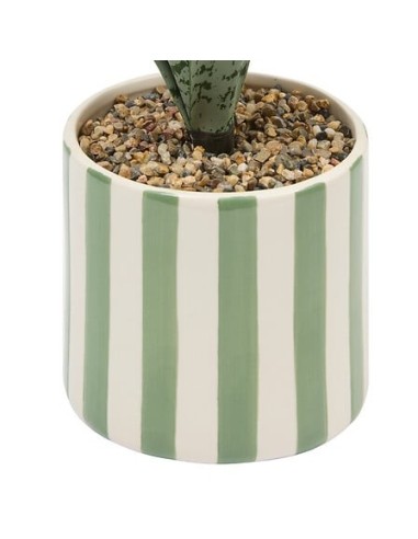 PIANTE E FIORI CON VASO: vendita online Sansevieria Chéri, altezza 38 cm, vaso ceramica assortito, 11,5 x 11,5 x 38 cm in off...