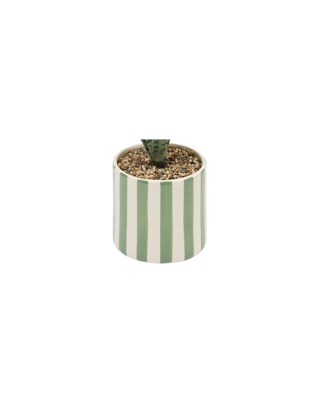 PIANTE E FIORI CON VASO: vendita online Sansevieria Chéri, altezza 38 cm, vaso ceramica assortito, 11,5 x 11,5 x 38 cm in off...