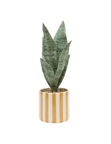 PIANTE E FIORI CON VASO: vendita online Sansevieria Chéri, altezza 38 cm, vaso ceramica assortito, 11,5 x 11,5 x 38 cm in off...
