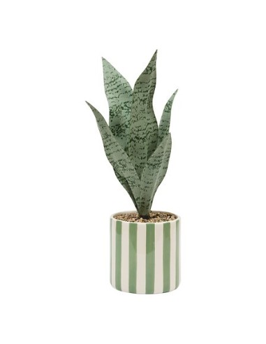 PIANTE E FIORI CON VASO: vendita online Sansevieria Chéri, altezza 38 cm, vaso ceramica assortito, 11,5 x 11,5 x 38 cm in off...