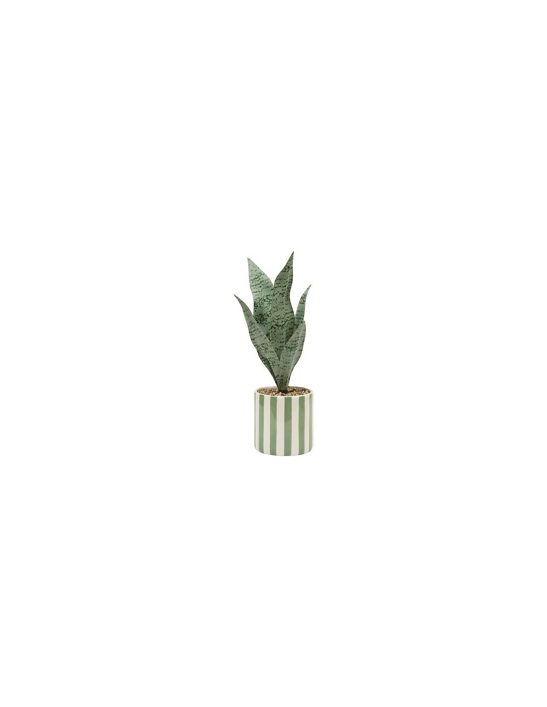 PIANTE E FIORI CON VASO: vendita online Sansevieria Chéri, altezza 38 cm, vaso ceramica assortito, 11,5 x 11,5 x 38 cm in off...