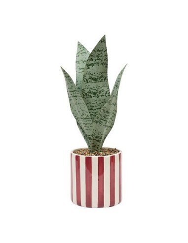 PIANTE E FIORI CON VASO: vendita online Sansevieria Chéri, altezza 38 cm, vaso ceramica assortito, 11,5 x 11,5 x 38 cm in off...