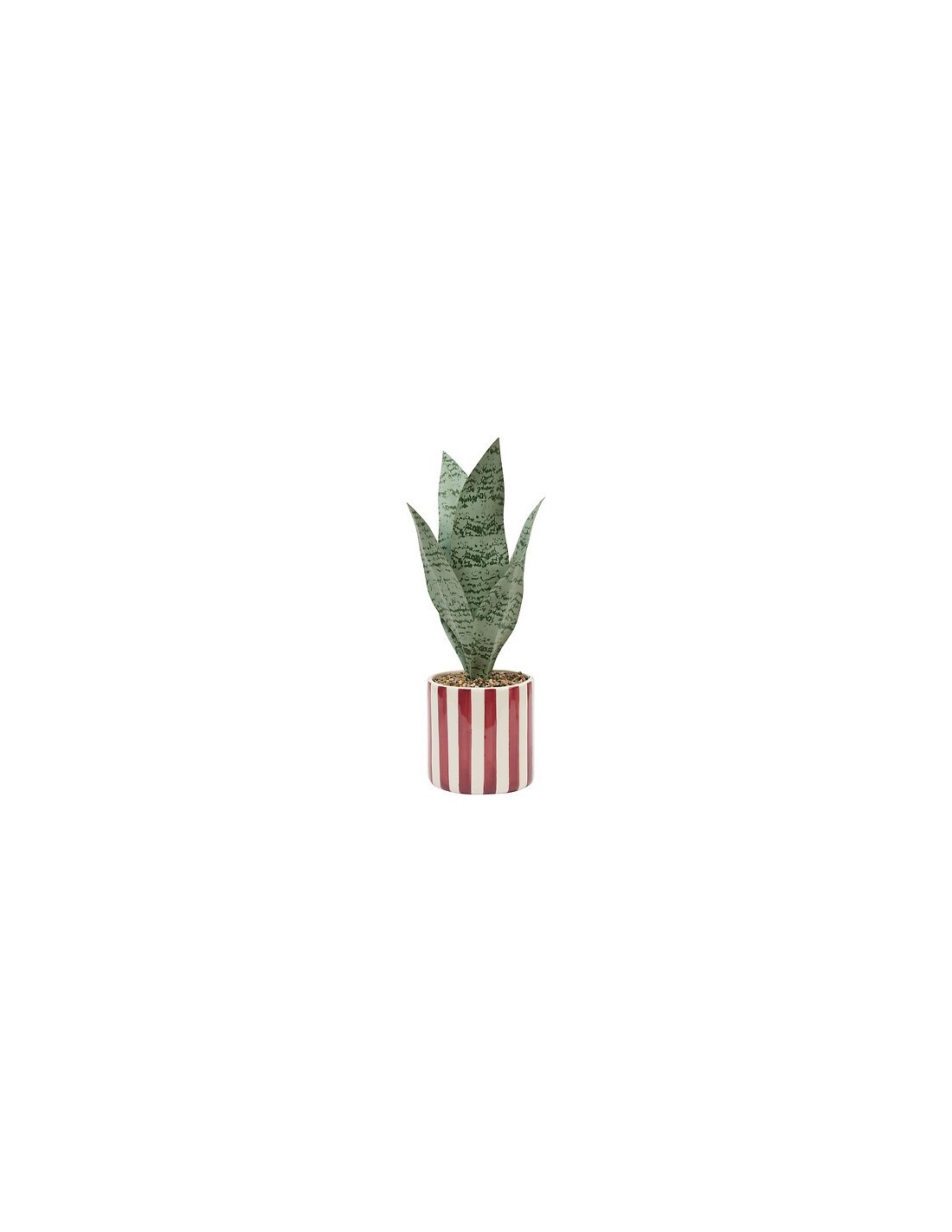 PIANTE E FIORI CON VASO: vendita online Sansevieria Chéri, altezza 38 cm, vaso ceramica assortito, 11,5 x 11,5 x 38 cm in off...