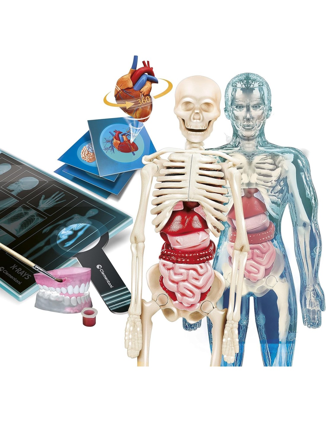 PRESCOLARI: vendita online Scienza e Gioco Super Anatomia – Kit Educativo Anatomia Umana con App AR per Ragazzi 8+ Anni in of...