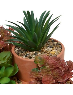 PIANTE E FIORI CON VASO: vendita online Pianta grassa Wonj, altezza 20 cm, vaso in terracotta, collezione Wonja in offerta