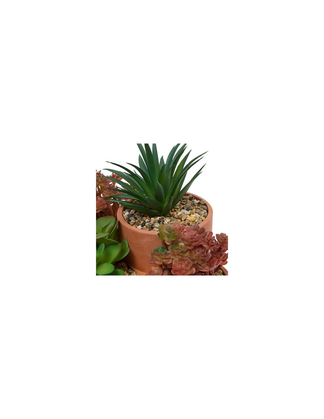 PIANTE E FIORI CON VASO: vendita online Pianta grassa Wonj, altezza 20 cm, vaso in terracotta, collezione Wonja in offerta
