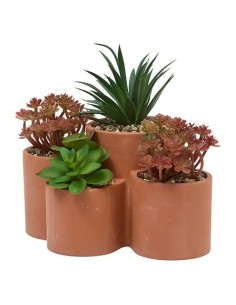 PIANTE E FIORI CON VASO: vendita online Pianta grassa Wonj, altezza 20 cm, vaso in terracotta, collezione Wonja in offerta