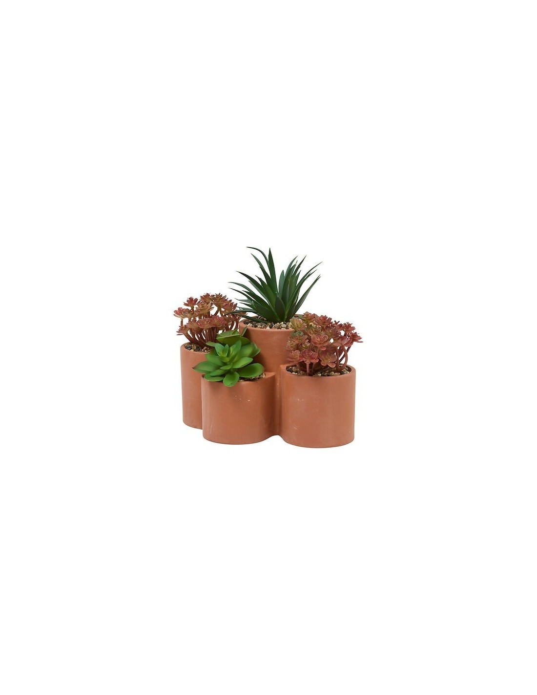 PIANTE E FIORI CON VASO: vendita online Pianta grassa Wonj, altezza 20 cm, vaso in terracotta, collezione Wonja in offerta