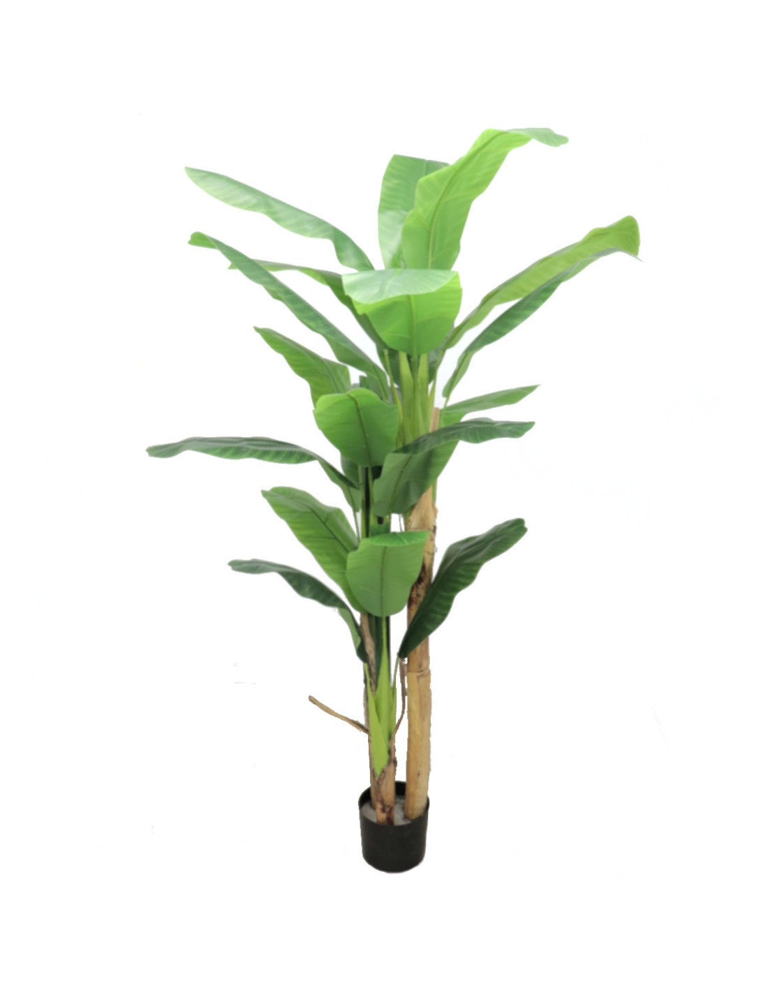 BANANO 7195 210CM