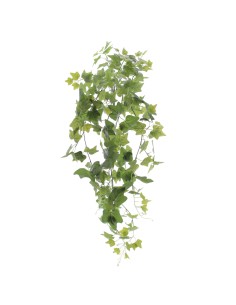 PIANTA 4137-09 CALANTE EDERA