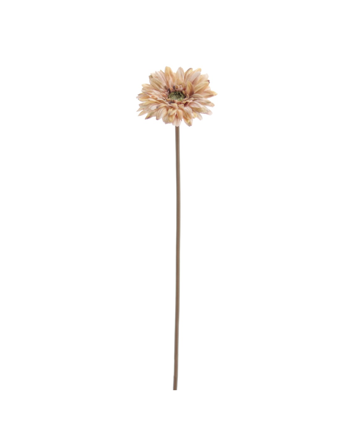 STELO 6955-04 GERBERA OCRA