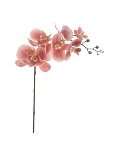STELO 6957-24 PHALENOPSIS CORALLO