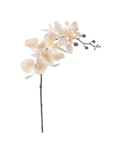 STELO 6957-31 PHALENOPSIS BEIGE
