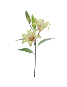 STELO 6974-09 LILIUM X2 VERDE