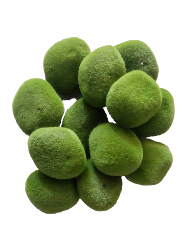 CONF 12 PIETRE DI MUSCHIO 8CM