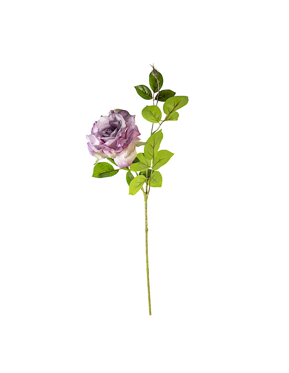ROSA 18140035-61 70CM LILAC