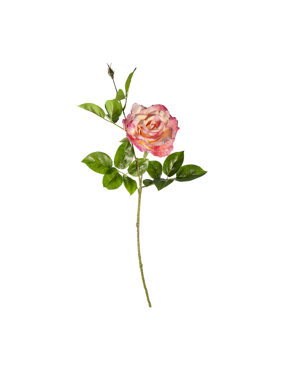 ROSA 18140035-92 70CM CREMA/ROSA