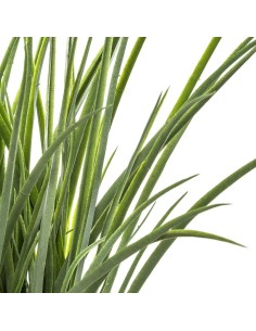 PIANTE E FIORI CON VASO: vendita online PIANTA VASO GIACINTO 46CM in offerta 2