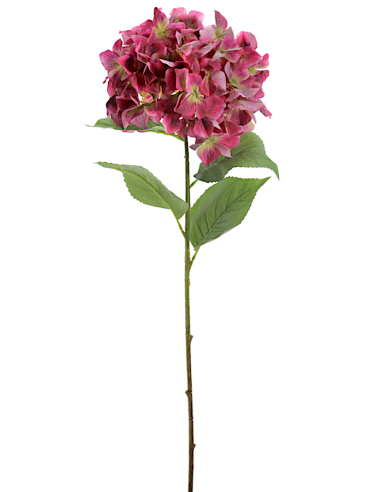 PIANTA 2765-07 HYDRANGEA FUCSIA