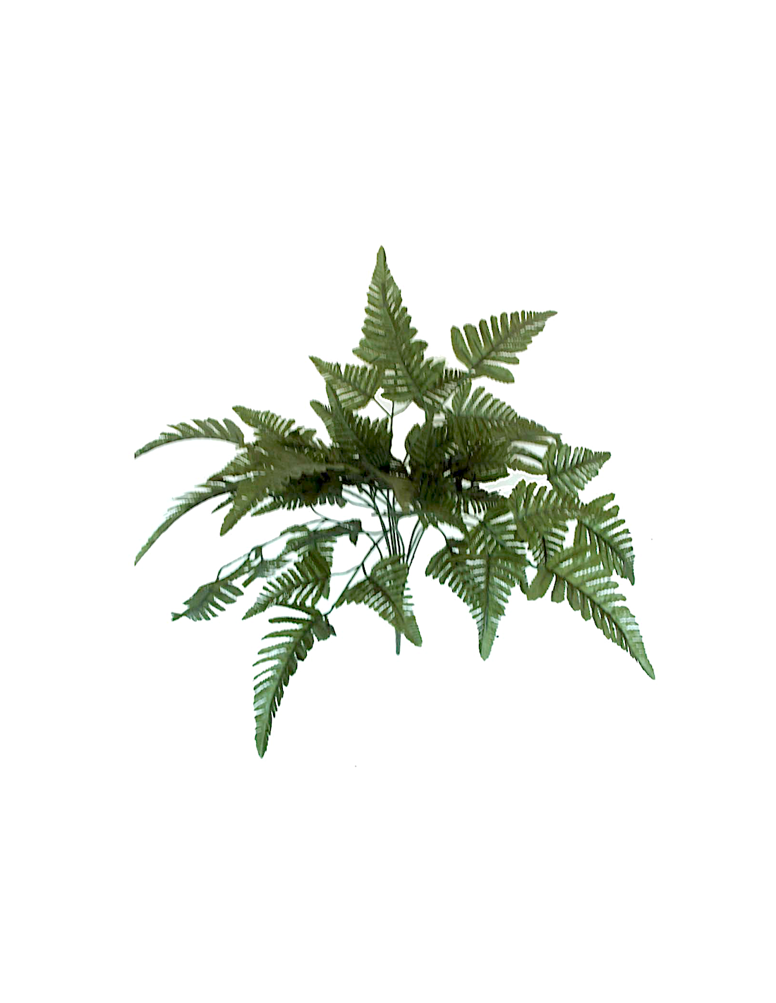 MAZZO 3342-09 FELCE AQUILINA VERDE