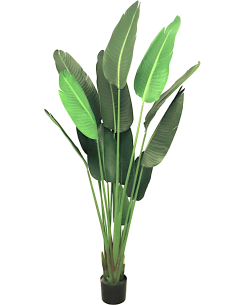 PIANTA 7089-09 STRELITZIA VERDE 180CM