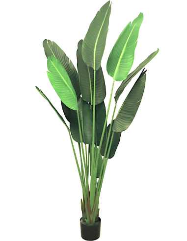 PIANTA 7089-09 STRELITZIA VERDE 180CM