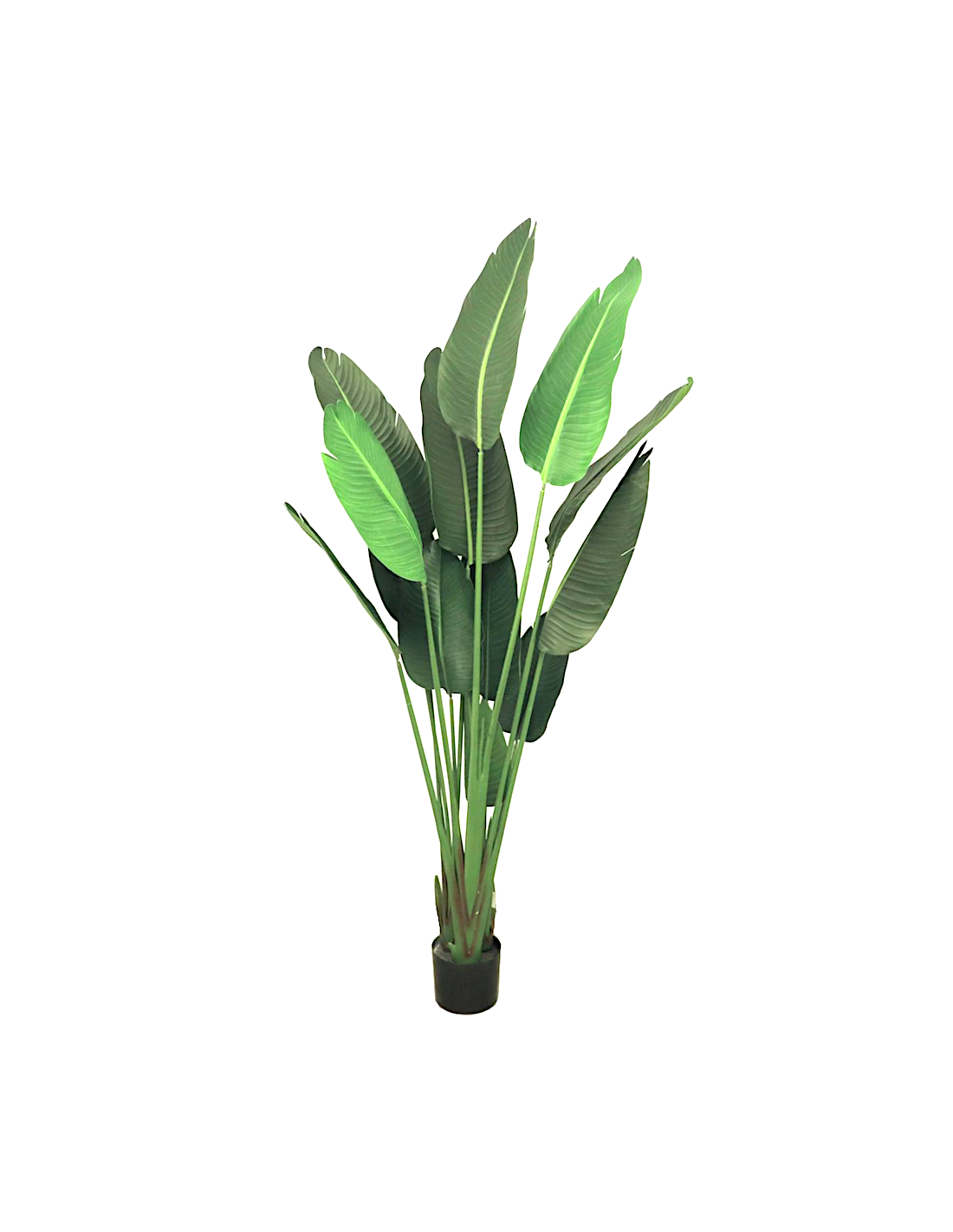 PIANTA 7089-09 STRELITZIA VERDE 180CM