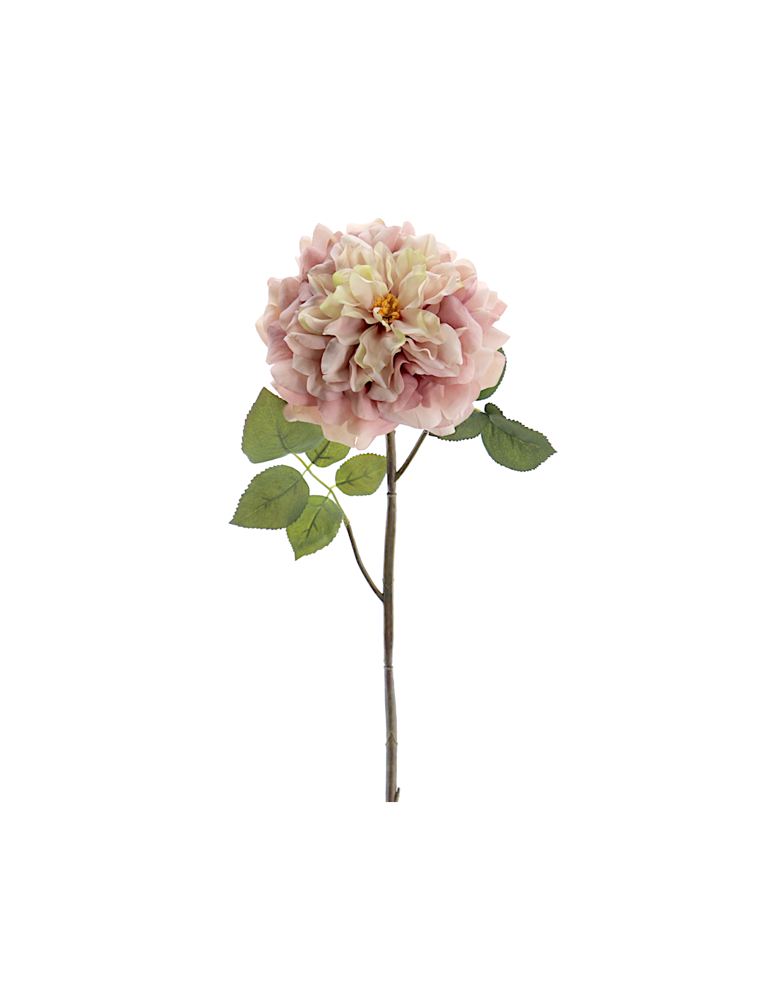 FIORE 1438-51 ROSA GRANDIFLORA ROSATA
