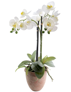 PIANTA 6166-11 ORCHIDEE BIANCHE CON VASO