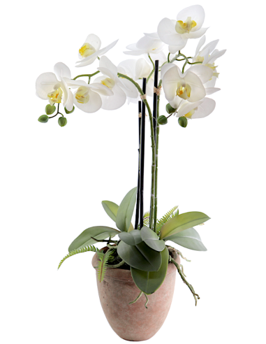 PIANTA 6166-11 ORCHIDEE BIANCHE CON VASO