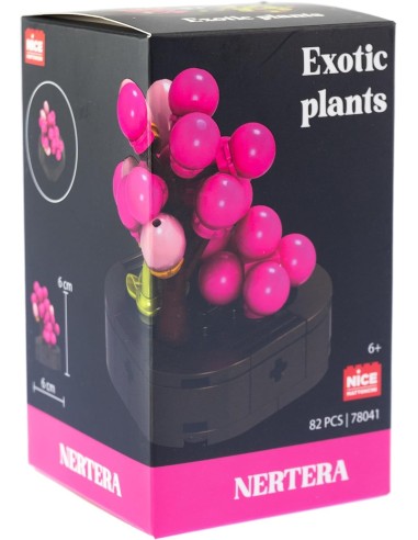Nice Mattoncini Exotic Plants – Piante Esotiche Assortite | shopincasa.it