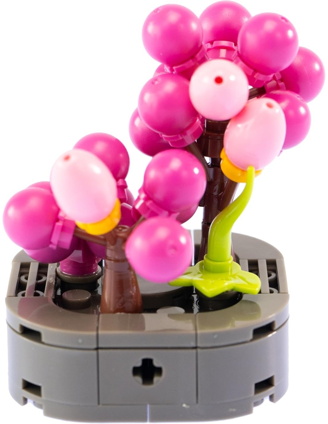 Nice Mattoncini Exotic Plants – Piante Esotiche Assortite | shopincasa.it