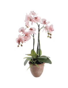 PIANTA 6166-51 ORCHIDEE ROSA CON VASO