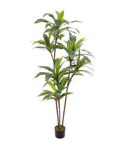 PIANTA 7173-09 DRACAENA VERDE 180CM CON VASO