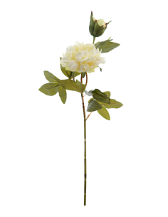 FIORE 2511-01 PEONIA CREMA CON BOCCIOLO