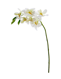 FIORE 3017-11 ORCHIDEA VANDA BIANCA