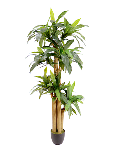 PIANTA 7171-09 DRACAENA VERDE 180CM CON VASO