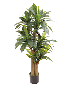 PIANTA 7170-09 DRACAENA VERDE 150CM CON VASO