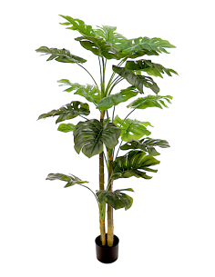PIANTA 7152-09 MONSTERA VERDE 150CM CON VASO