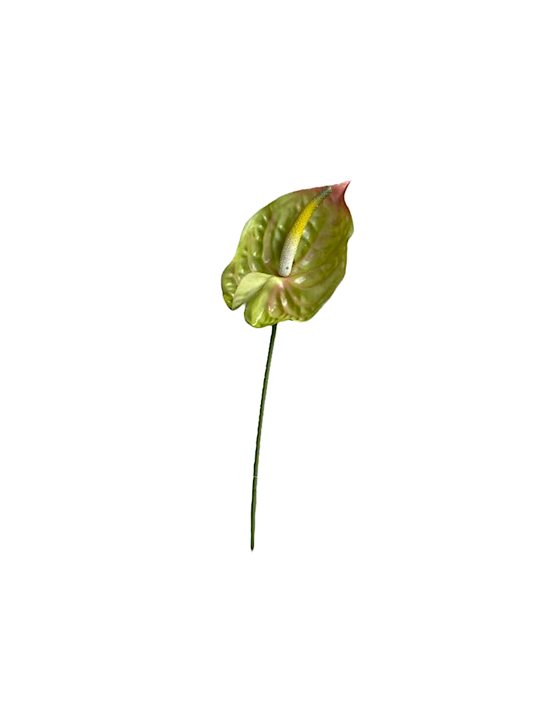 STELO 11660023-01 FOGLIA ANTHURIUM VERDE