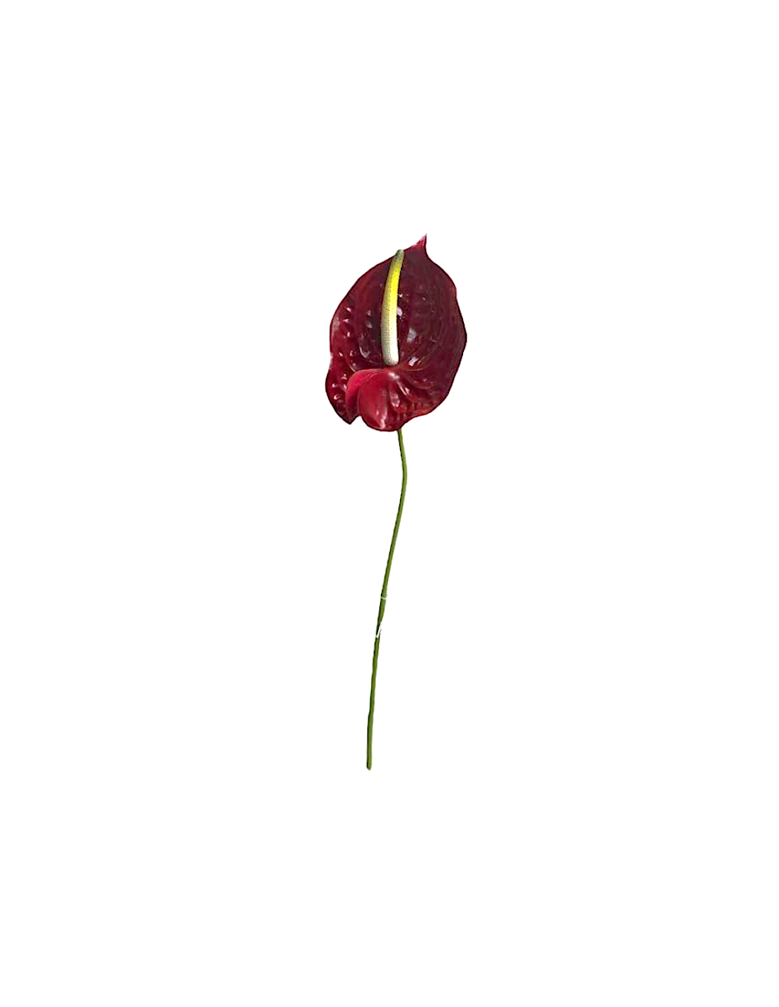 STELO 11660023-03 FOGLIA ANTHURIUM ROSSA