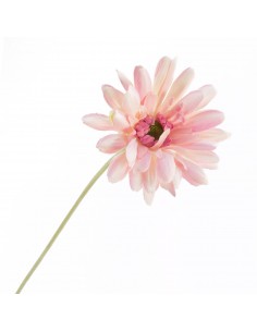 FIORI: vendita online GERBERA 2292 ASSORT in offerta 2