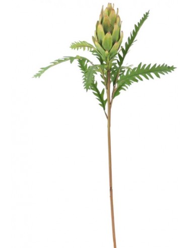 PIANTE: vendita online PIANTA 2552 PROTEA GIGANTE 75CM in offerta