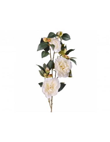 PIANTE: vendita online CAMELIA CA001 80CM in offerta