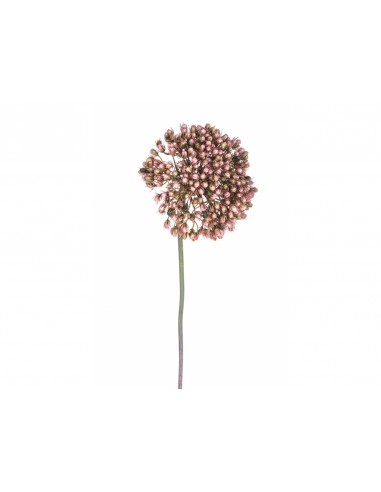 RAMI E COMPOSIZIONI FLOREALI: vendita online FIORE ALLIUM 65CM AA004 BIANCHI DINO in offerta