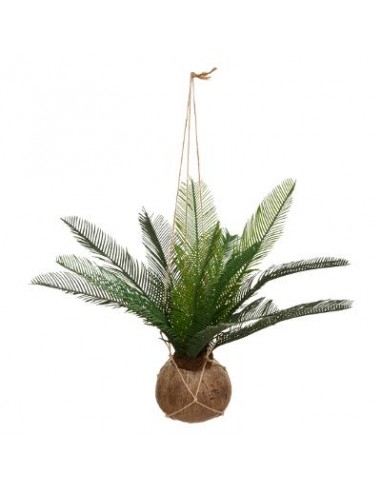 PIANTE E FIORI CON VASO: vendita online PIANTA 179299 COCCO 50CM in offerta