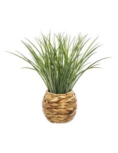 PIANTE E FIORI CON VASO: vendita online PIANTA VASO GIACINTO 46CM in offerta