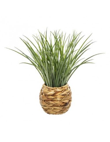 PIANTE E FIORI CON VASO: vendita online PIANTA VASO GIACINTO 46CM in offerta