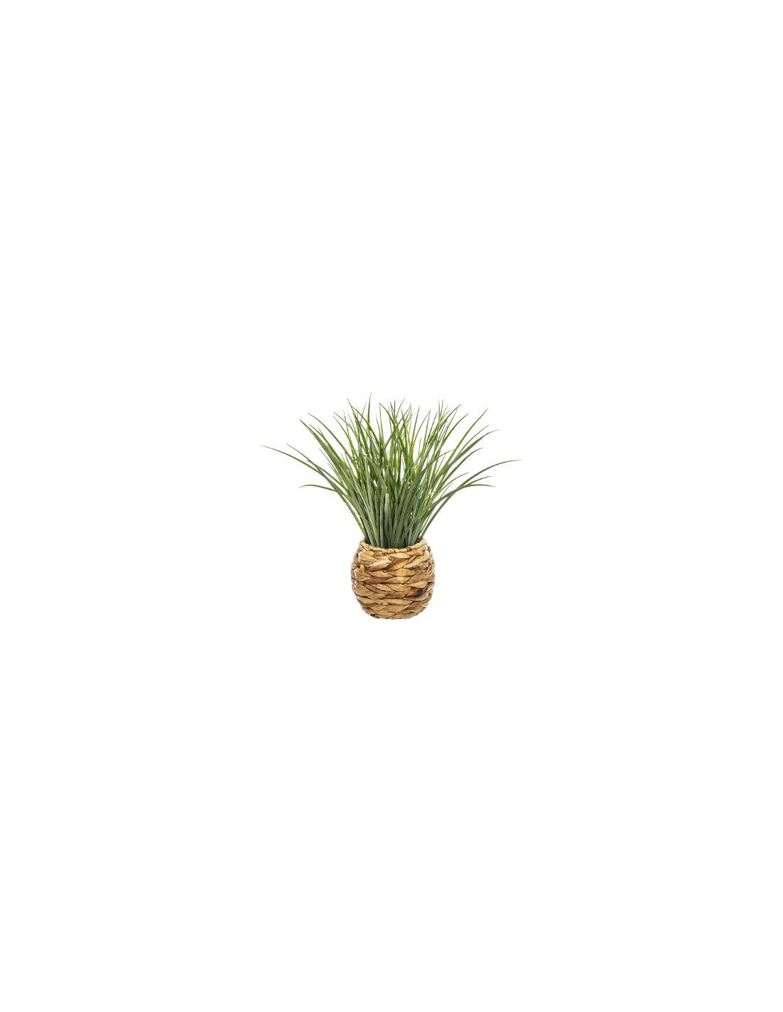 PIANTE E FIORI CON VASO: vendita online PIANTA VASO GIACINTO 46CM in offerta